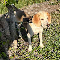 Thumbnail photo of Dolly #3