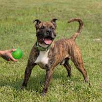 Thumbnail photo of Sisu #1