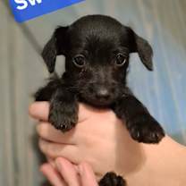 Thumbnail photo of Sweeney #1