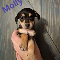 Thumbnail photo of Molly #1