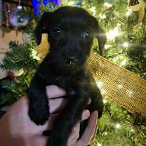 Thumbnail photo of Sweeney #2