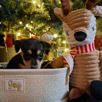 Thumbnail photo of Molly #3