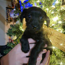 Thumbnail photo of Sweeney #3