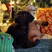 Thumbnail photo of Odin #3