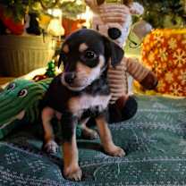 Thumbnail photo of Molly #4