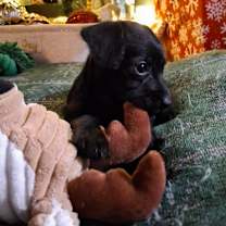 Thumbnail photo of Sweeney #4