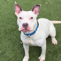 Thumbnail photo of Briar #1