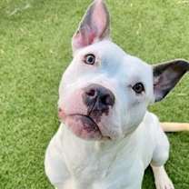 Thumbnail photo of Briar #2