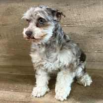 Thumbnail photo of Mazie #1