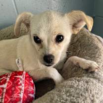 Thumbnail photo of Starbuck #2