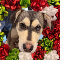 Thumbnail photo of Mistletoe  #2