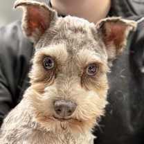 Thumbnail photo of Mazie #2