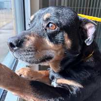 Thumbnail photo of Rudolph #1