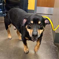 Thumbnail photo of Rudolph #2