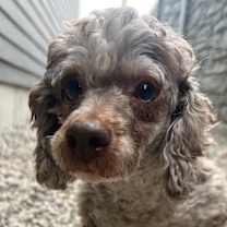 Thumbnail photo of Dolly #3