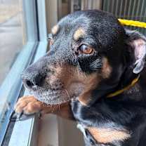 Thumbnail photo of Rudolph #3