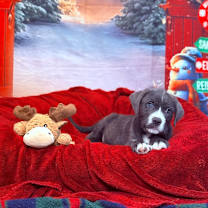 Thumbnail photo of Santa #4