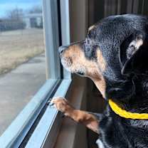 Thumbnail photo of Rudolph #4