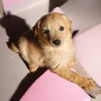 Thumbnail photo of Pixie #1