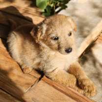 Thumbnail photo of Pixie #2