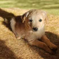 Thumbnail photo of Pixie #3