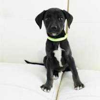 Thumbnail photo of Dina #1