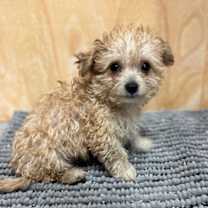 Thumbnail photo of Teddy #3