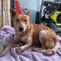 Thumbnail photo of Foxy #1