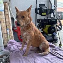 Thumbnail photo of Foxy #2