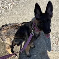 Thumbnail photo of Nala #1