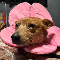 Thumbnail photo of Foxy #3