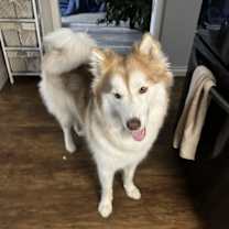 Thumbnail photo of Nala #2