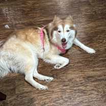 Thumbnail photo of Nala #3