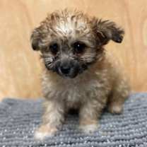 Thumbnail photo of Grizzly #1