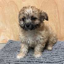 Thumbnail photo of Grizzly #3