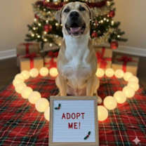 Thumbnail photo of Sandy #1