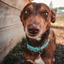 Thumbnail photo of Frodo #1