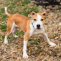 Thumbnail photo of Love #1