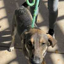 Thumbnail photo of ARNIE #1