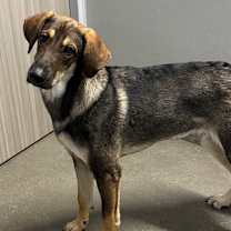 Thumbnail photo of ARNIE #2