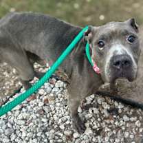 Thumbnail photo of Smokey Bones #1