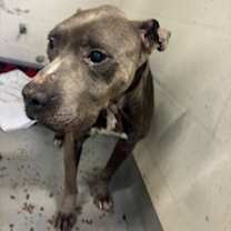 Thumbnail photo of Smokey Bones #2