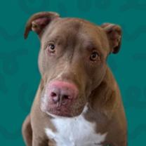 Thumbnail photo of Dusty #1