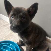 Thumbnail photo of Hamm #1