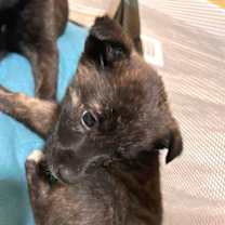 Thumbnail photo of Woody #2