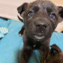 Thumbnail photo of Slinky #2