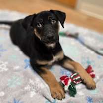 Thumbnail photo of Holly #1