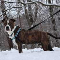 Thumbnail photo of Truffle - Kitchener #3