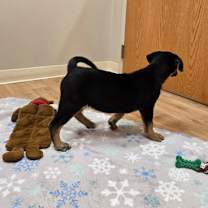 Thumbnail photo of Holly #3