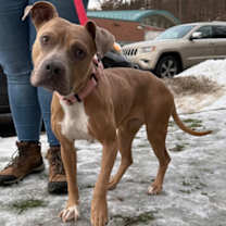 Thumbnail photo of Dollop #2